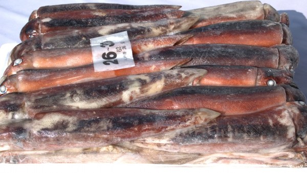 売切れ ブロック凍結 真イカ スルメイカ 8kg 11 15尾 格安の国産 輸入冷凍魚介類の卸売と通販 エーアンドエフ有限会社